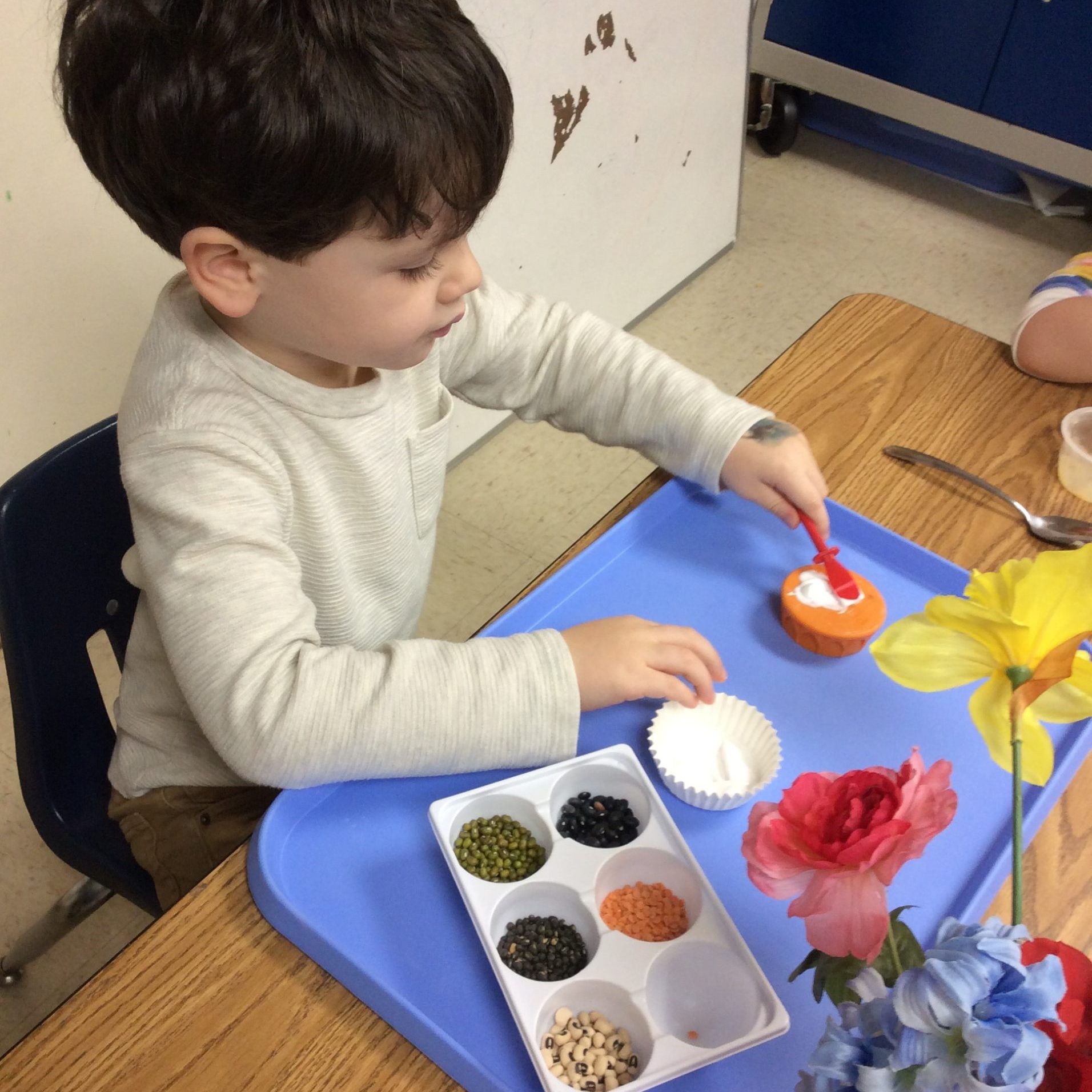 Creations Holden Seeds